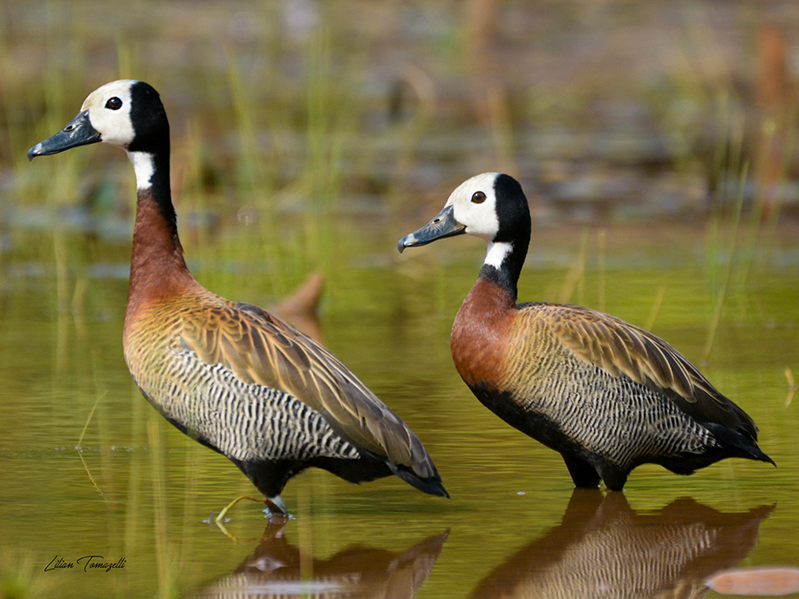 Whistling-Ducks