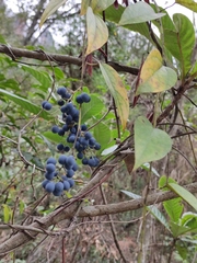 Cocculus orbiculatus