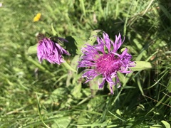 Centaurea nervosa
