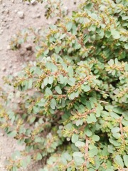 Euphorbia mendezii
