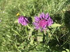Centaurea nervosa