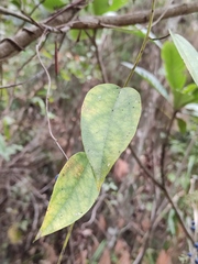 Cocculus orbiculatus