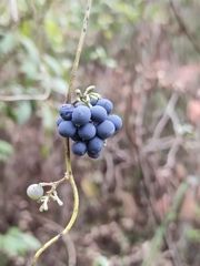Cocculus orbiculatus