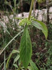 Patrinia scabiosifolia