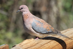Streptopelia senegalensis senegalensis