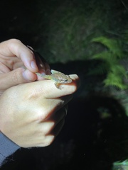 Discoglossus galganoi