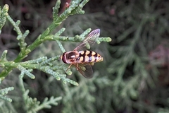 Eupeodes