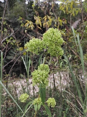 Patrinia scabiosifolia