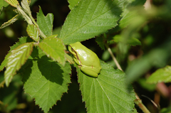 Hyla arborea