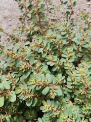 Euphorbia mendezii