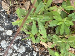 Alternanthera philoxeroides