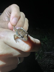 Discoglossus galganoi
