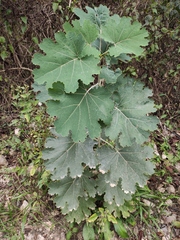 Macleaya cordata