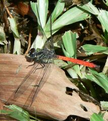 Lathrecista asiatica