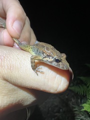 Discoglossus galganoi