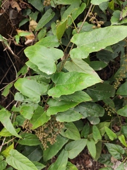 Rubus ichangensis