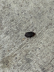 Blaberidae