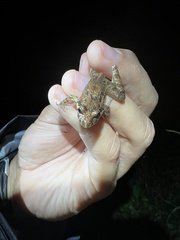 Discoglossus galganoi