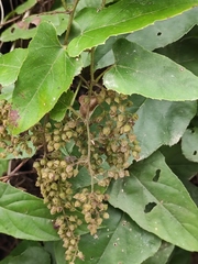 Rubus ichangensis