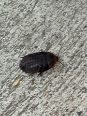 Blaberidae