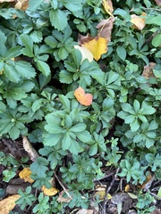 Pachysandra terminalis