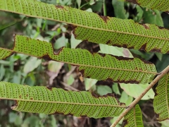 Menisciopsis penangiana