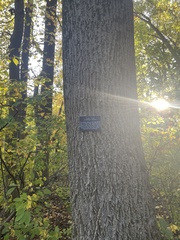 Liriodendron tulipifera