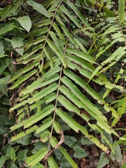 Menisciopsis penangiana