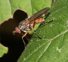 Muscoidea