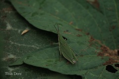 Orthoptera