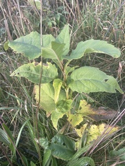 Silphium perfoliatum
