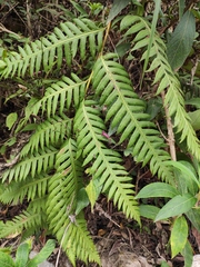 Woodwardia unigemmata