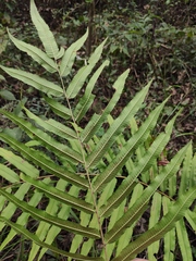 Menisciopsis penangiana