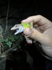 Lacerta schreiberi