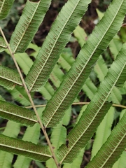 Menisciopsis penangiana