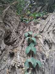 Dolichandra cynanchoides