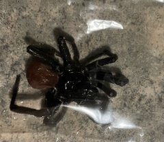 Bothriocyrtum californicum