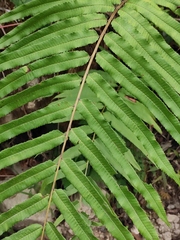 Menisciopsis penangiana