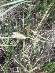 Eleusine tristachya