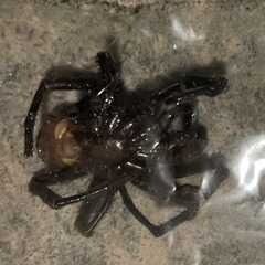 Bothriocyrtum californicum