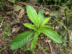 Phytolacca bogotensis