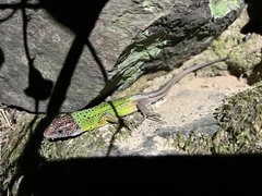Lacerta schreiberi