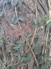 Dolichandra cynanchoides