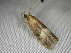 Etielloides bipartitellus