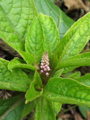 Phytolacca bogotensis