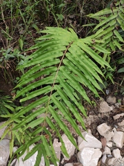 Menisciopsis penangiana