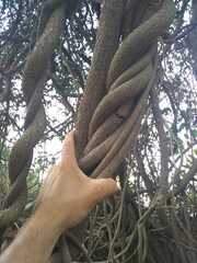 Dolichandra cynanchoides