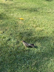 Turdus falcklandii magellanicus