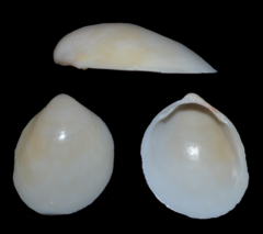 Laevicardium serratum