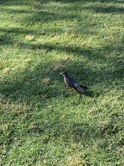 Turdus falcklandii magellanicus